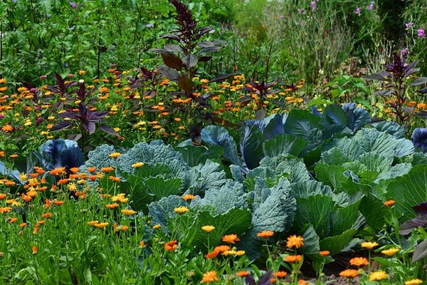 Comment créer un jardin écologique